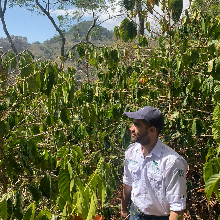 A man wearing a white work shirt, blue jeans, and a dark cap stands among dense green coffee plants in a sunny outdoor farm setting.