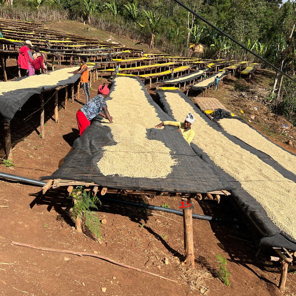 People working in Guji, Ethiopia with coffee beans on large trays outdoors