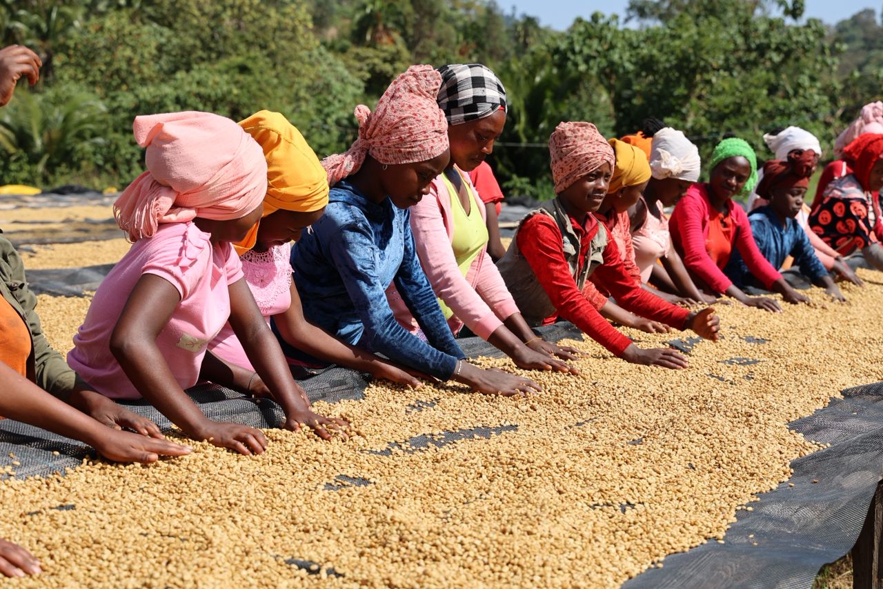 A line of women wearing colorful headscarves sorting coffee on drying beds
