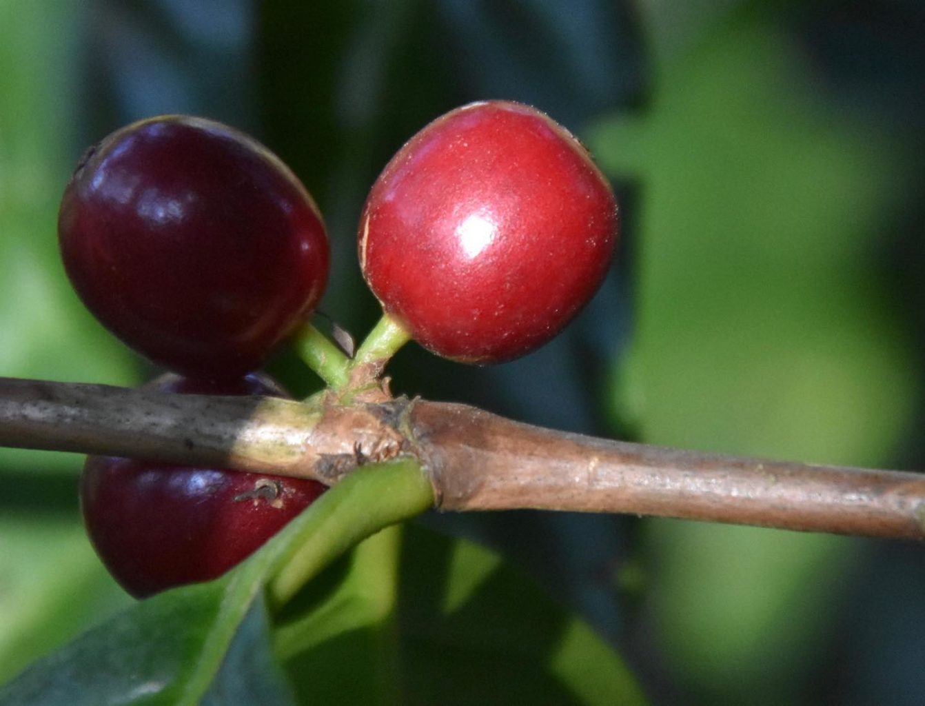 Coffee cherries