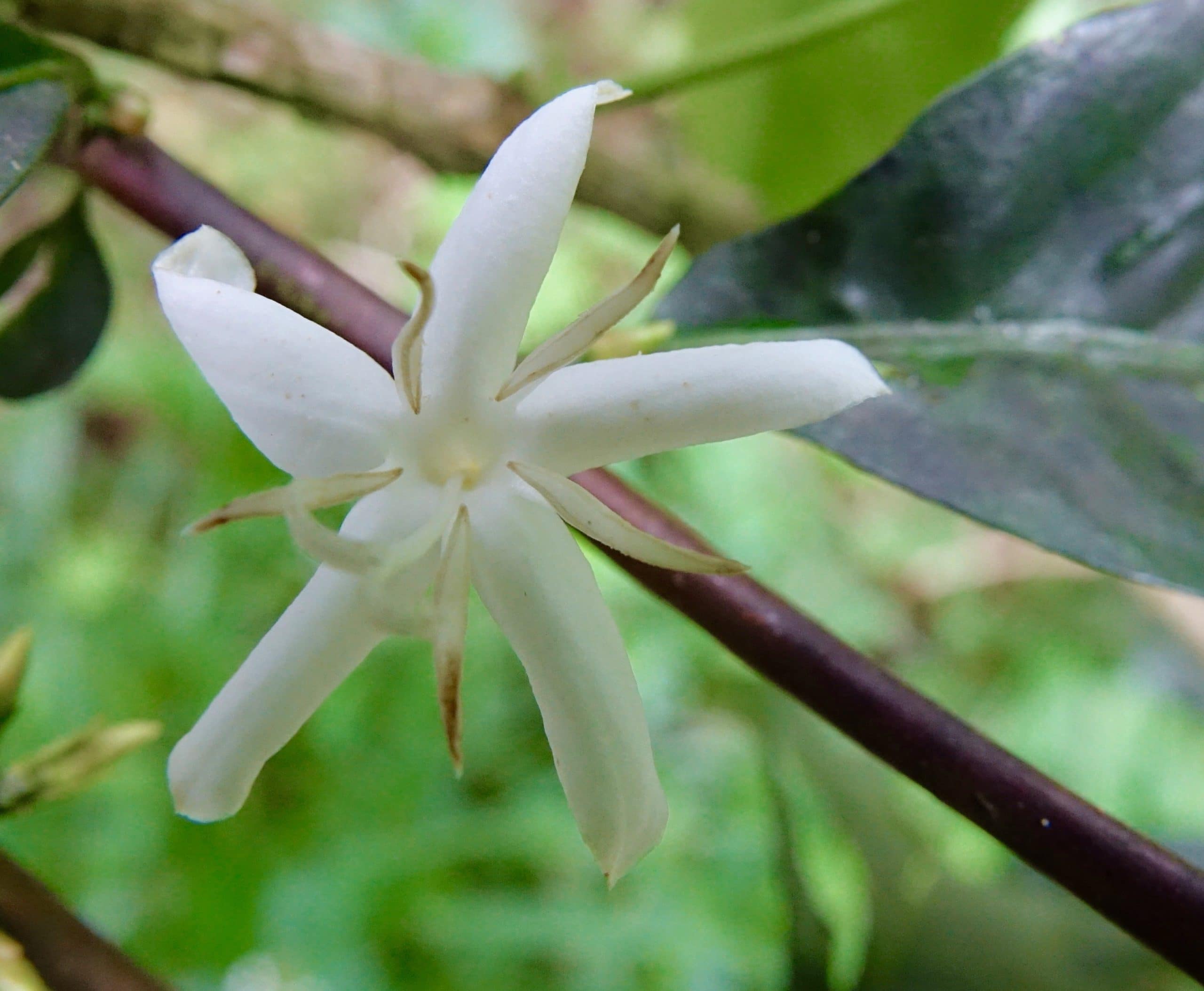 A coffee blossom