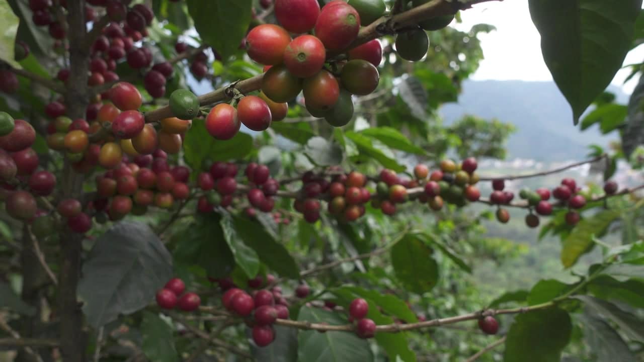 coffee plant with ripe cherries
