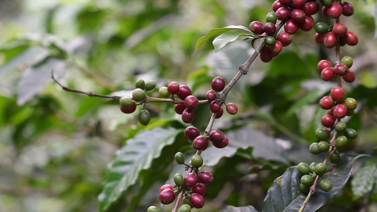 Ripe coffee cherries on a coffee plant