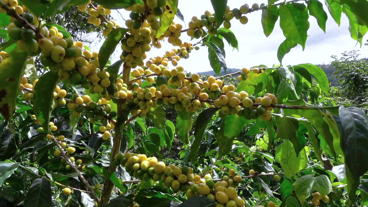 Yellow Bourbon Coffee Plant